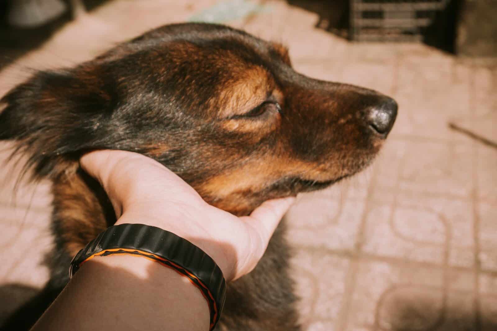 A hand gently petting a contented dog.