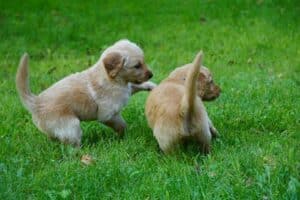 Potty Training 101: How To Potty Train A Puppy 1 two puppies playing with each other in the grass