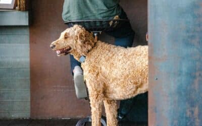 Almost Overnight Pet Sitting 2 Animal Care Jobs in the DMV: What Sets Professional Pet Care Apart