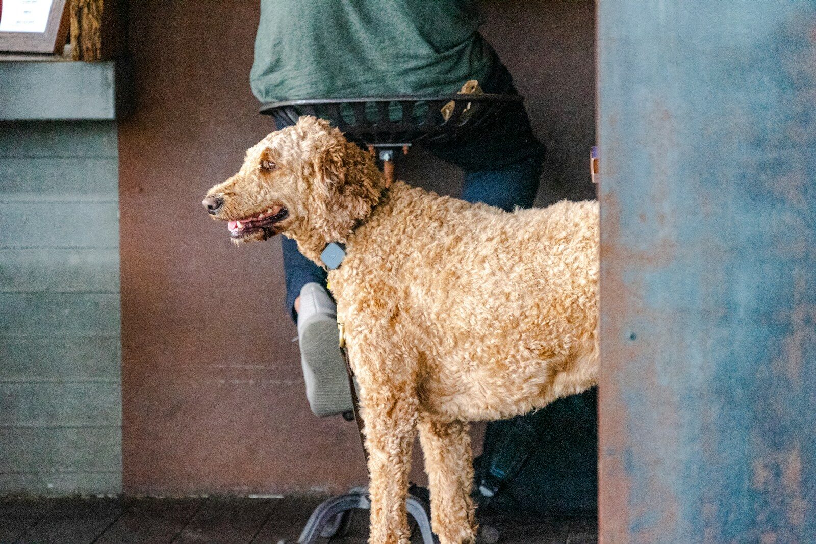 shallow focus photo of long-coated brown dog