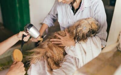 The Ultimate Guide to Pet Care Near Alexandria VA