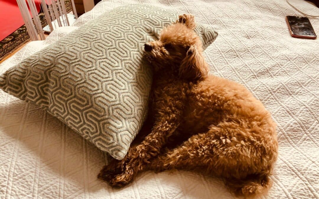 Skip The Boring Pet Names.. Unique Pet Name Era In 3..2..1