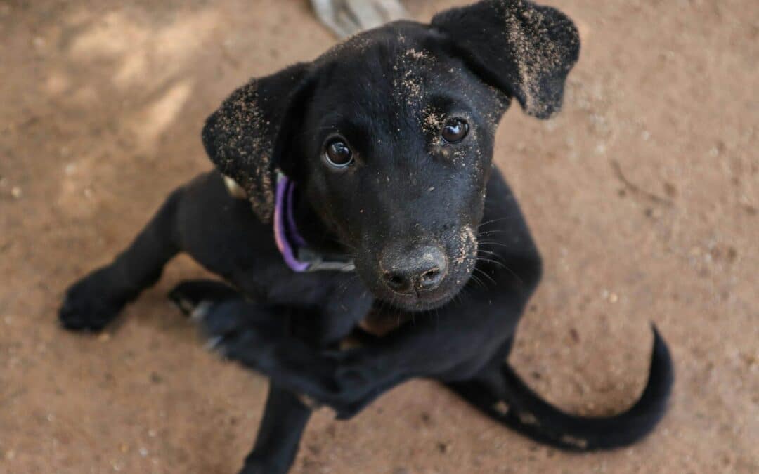 Does My Dog Have A Flea Allergy? | Causes, Symptoms & What To Do