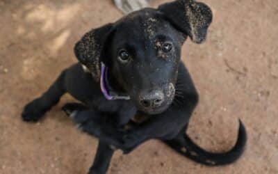 Does My Dog Have A Flea Allergy? | Causes, Symptoms & What To Do