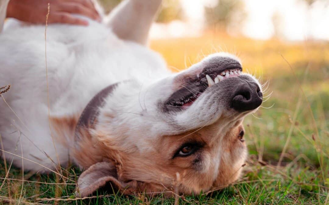 The Comprehensive Guide to Dog Walking and Professional Pet Care