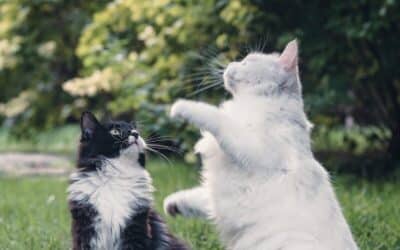 How To Introduce A New Cat In 5 Steps