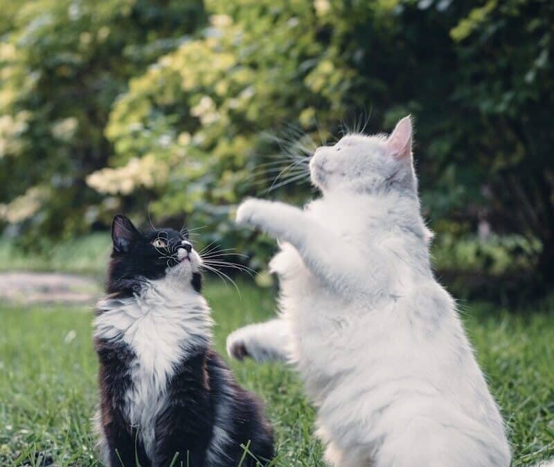 How To Introduce A New Cat In 5 Steps