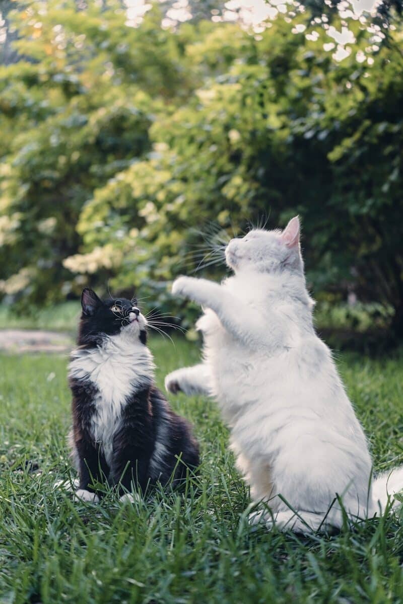 a cat and a dog sitting in the grass