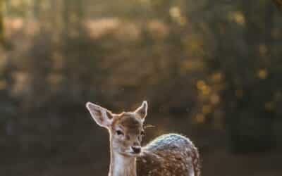 Cuteness Overload Discovering the World’s Most Adorable Animals