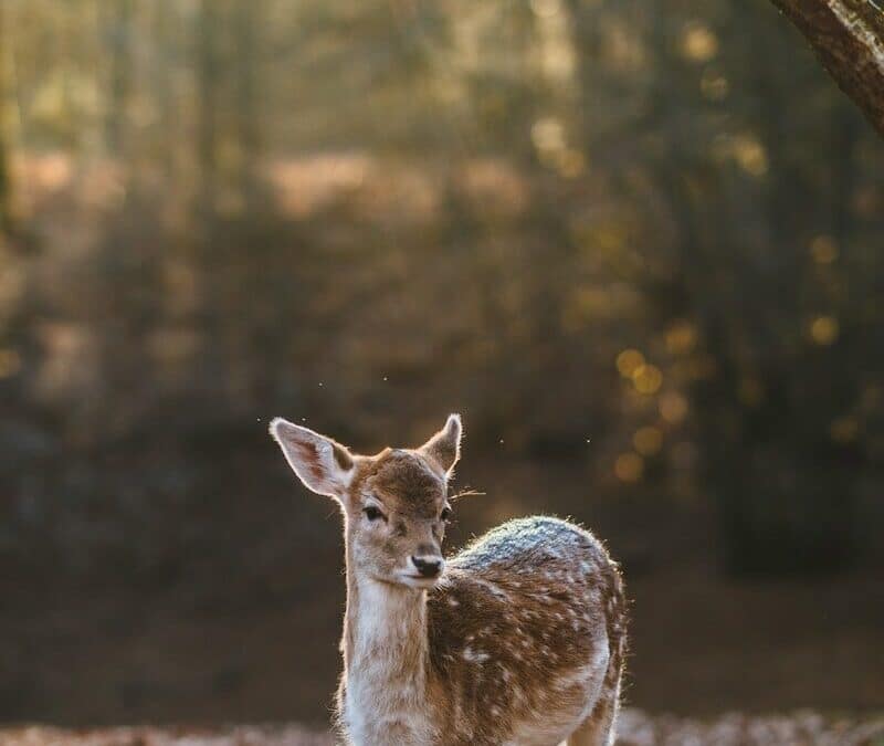 Cuteness Overload Discovering the World’s Most Adorable Animals