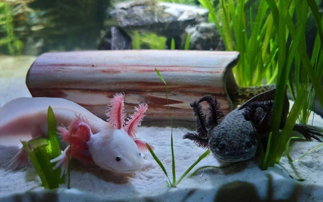 Are Axolotls Good Pets? A Guide for Aspiring Exotic Pet Owners