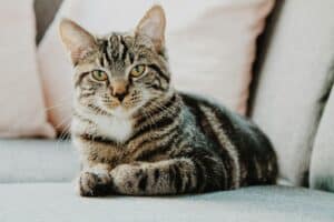 Finding the Perfect Cat Sitter in Springfield: A Guide for Cat Parents 1 selective focus photo of gray tabby cat
