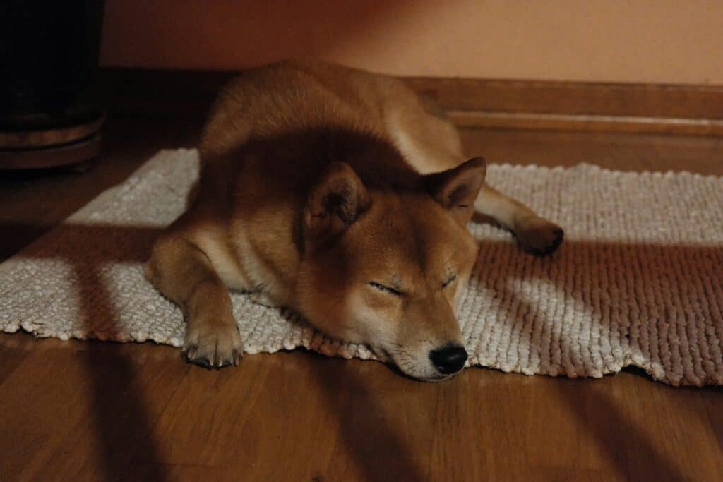 Creating Comfort for Your Pet Why Indoor is Better than An Outdoor Dog Kennel 1 A shiba inu dog sleeping on a rug.