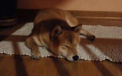 Taking Care of Your Dog in Winter: Tips for Health & Comfort