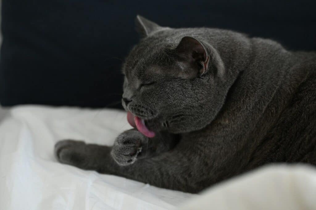What Pet Should I Get? | Choosing the Perfect Pet Companion 1 a gray cat laying on top of a bed