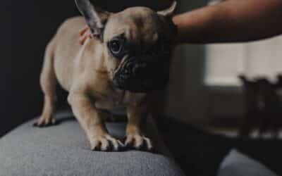 Why Is My Dog Shaking? Common Causes and When to Seek Help