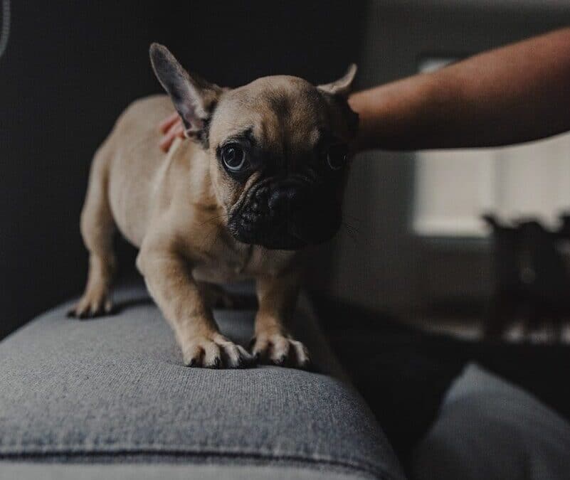 Why Is My Dog Shaking? Common Causes and When to Seek Help