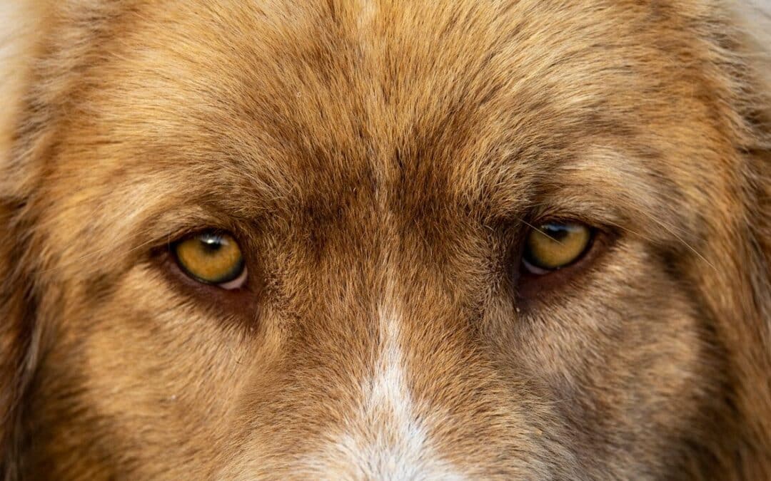 What Colors Can Dogs See? Seeing the World Through Their Eyes