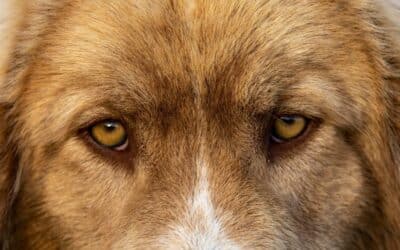 What Colors Can Dogs See? Seeing the World Through Their Eyes