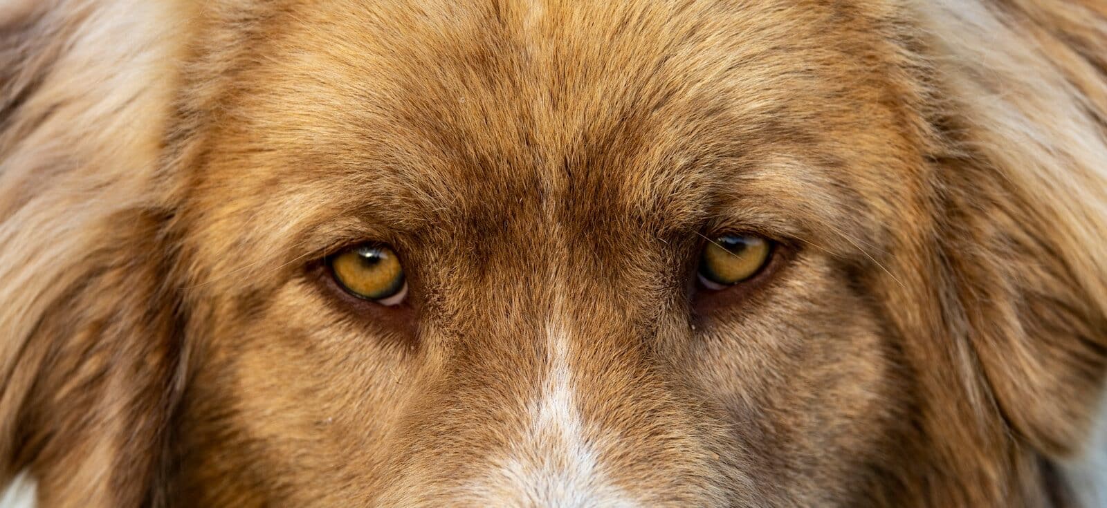 a close up of a brown and white dog's face