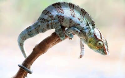 Are Chameleons Good Pets?