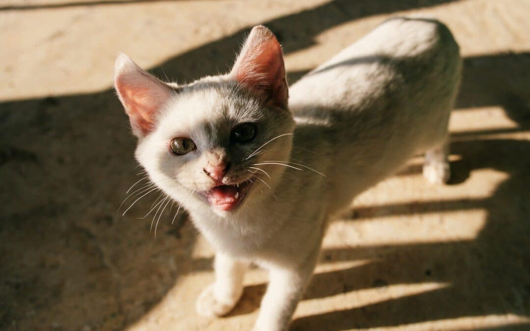 Why Is My Cat Meowing So Much? Decoding Feline Behavior