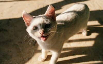 Do Cats Need Company? All About Multi-Cat Households!