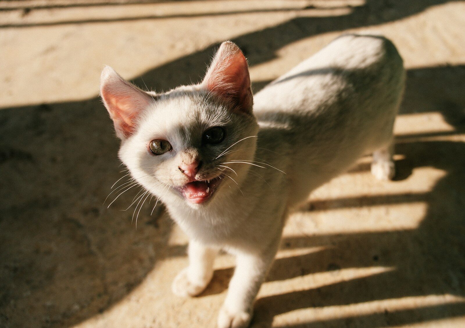 A white cat with open mouth looks up.