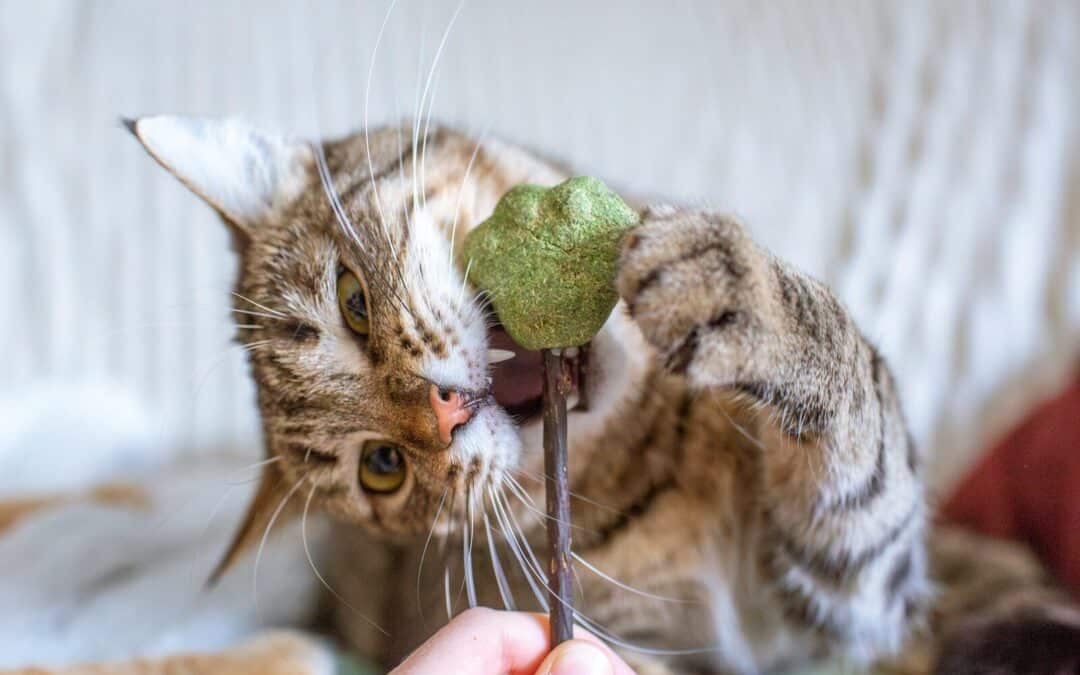 What Does Catnip Do to Cats? The Magic of Catnip Revealed
