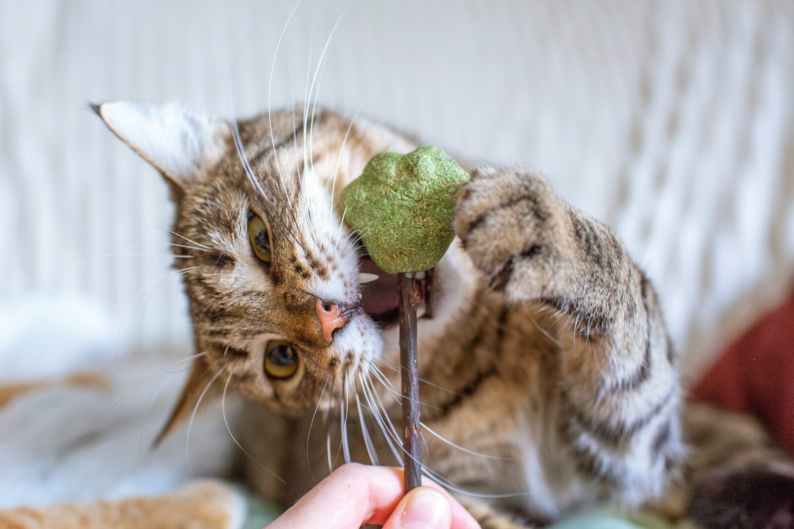 Photo by Tatyana Rubleva A cat playing with a toy on a bed