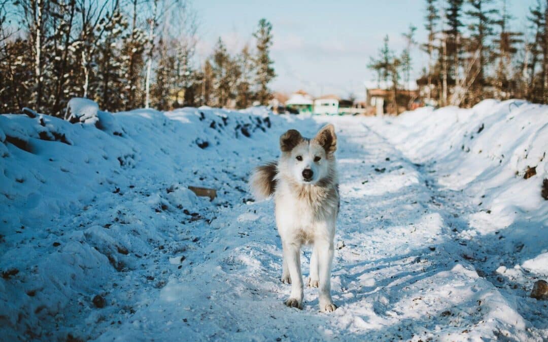 Dog Friendly Vacations To Take This Winter Near Alexandria & Arlington: The Perfect Paws-On Vacation