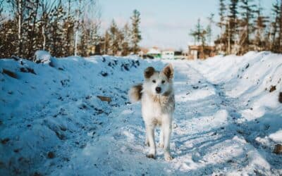 Dog Friendly Vacations To Take This Winter Near Alexandria & Arlington: The Perfect Paws-On Vacation