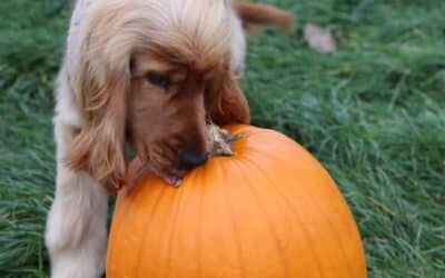 Winter Pet Care Services in Waldorf and Brandywine: How to Keep Pets Comfortable in Cold Weather