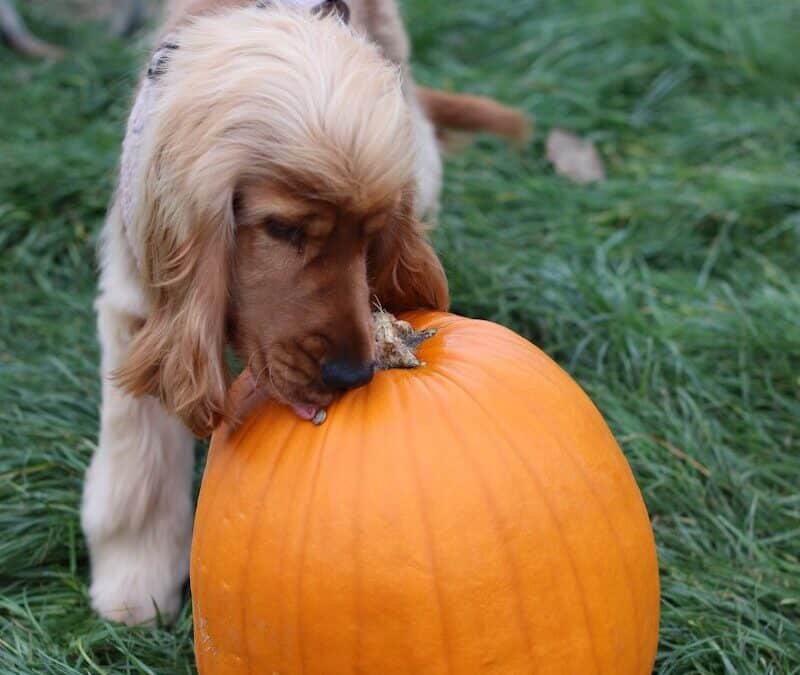 Winter Pet Care Services in Waldorf and Brandywine: How to Keep Pets Comfortable in Cold Weather