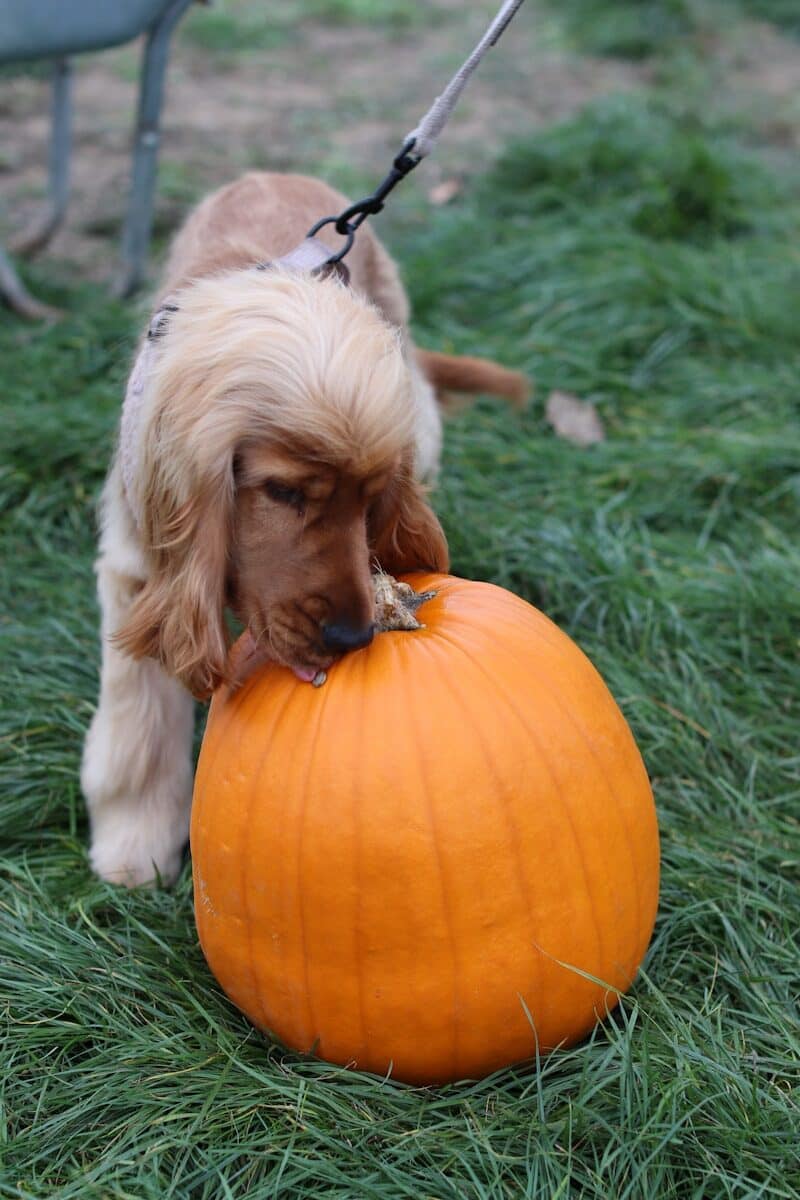 Photo by Tanya Barrow A golden retriever puppy nibbles on a pumpkin.