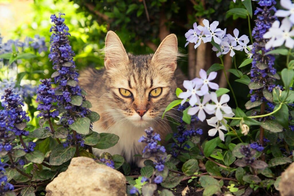 A cat sitting in the middle of a flower garden