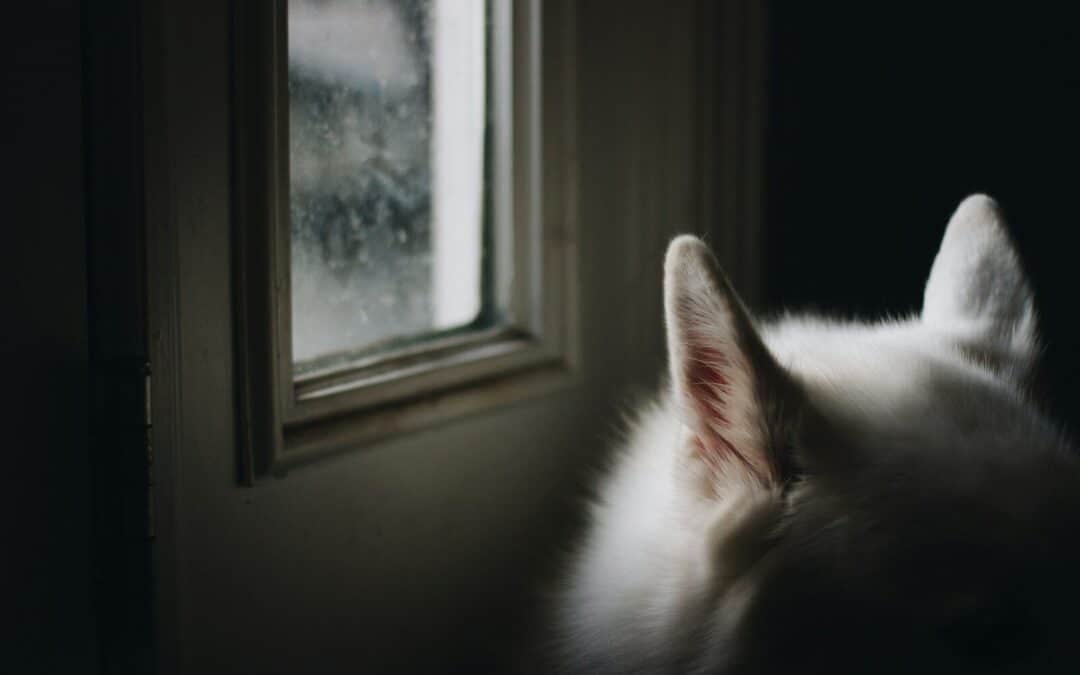 6 Dog Breeds Similar To Huskies