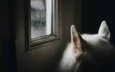 6 Dog Breeds Similar To Huskies