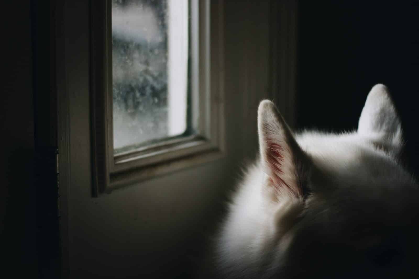 Photo by Jandra Sutton a cat looking out a window