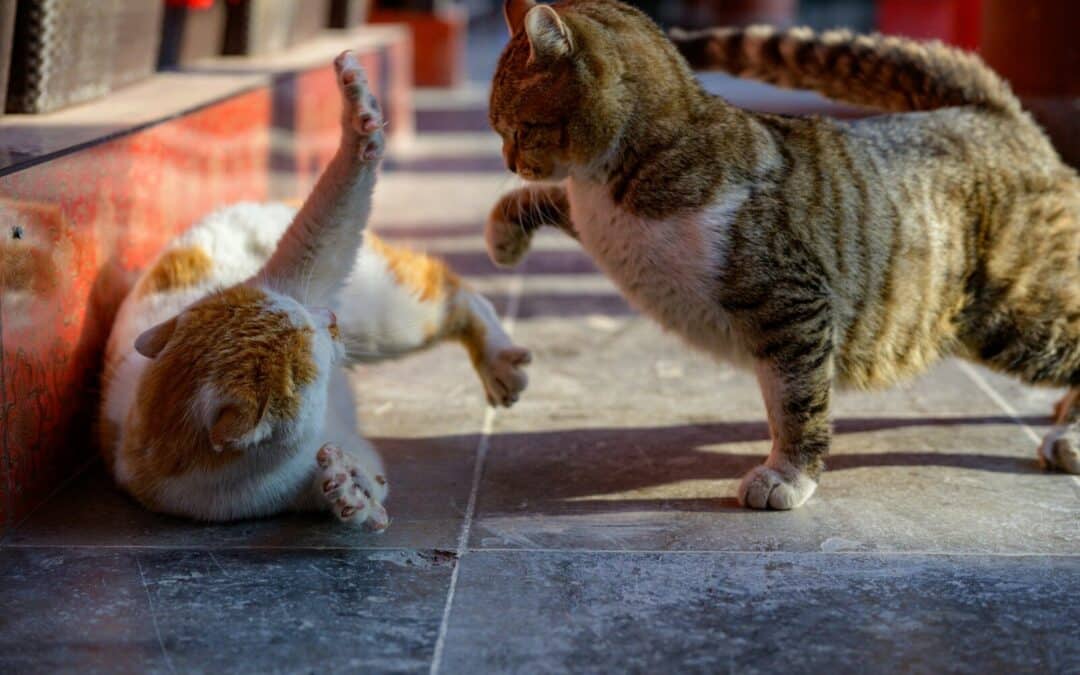 How to Introduce Cats the Right Way | Love, Patience, Understanding, and Compassion