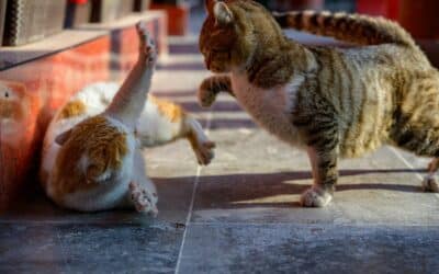 How to Introduce Cats the Right Way | Love, Patience, Understanding, and Compassion