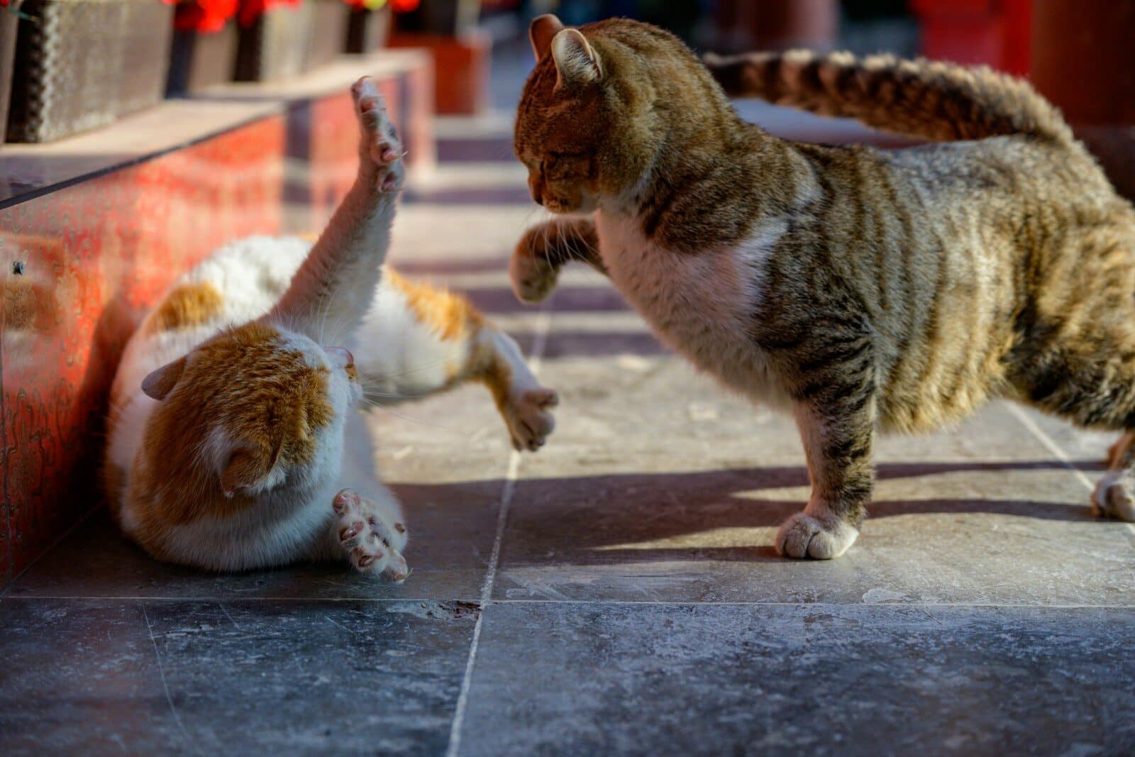 Two cats playfully wrestling on a tiled floor.