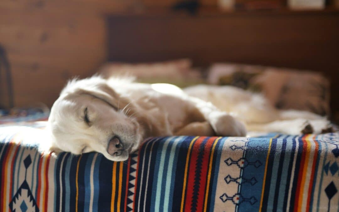 Finding the Perfect Dog Sitter in Mt Vernon For Your Furry Friend