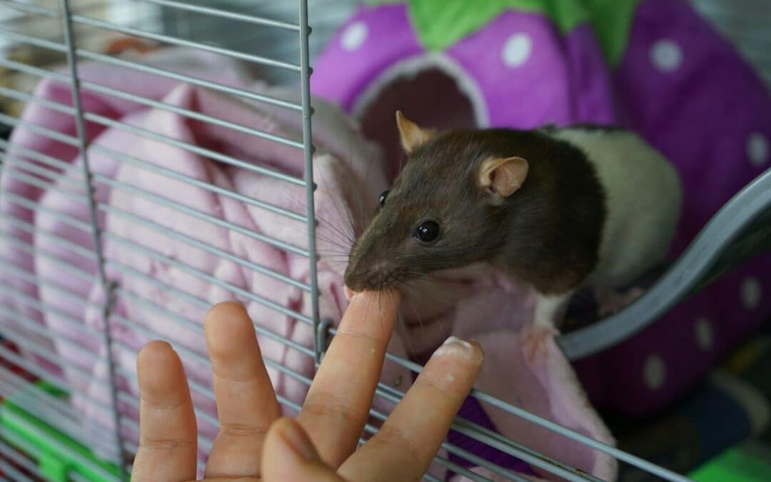 Finding the Perfect Dog Walker in Fort Washington with Kate’s K9 Pet Care