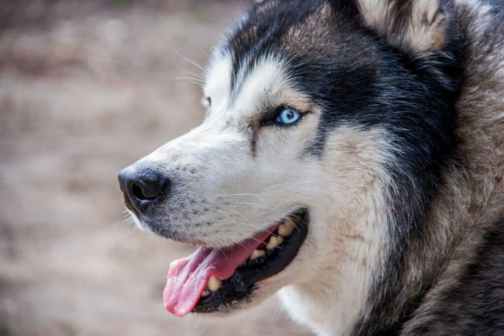 6 Dog Breeds Similar To Huskies 1 close-up photography black and white Siberian husky