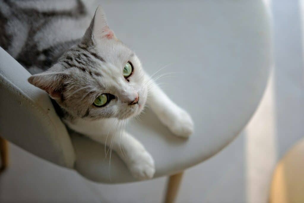 a gray and white cat laying on top of a white chair