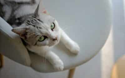 How Old is My Cat? Decoding Your Cat’s Age and Life Stages