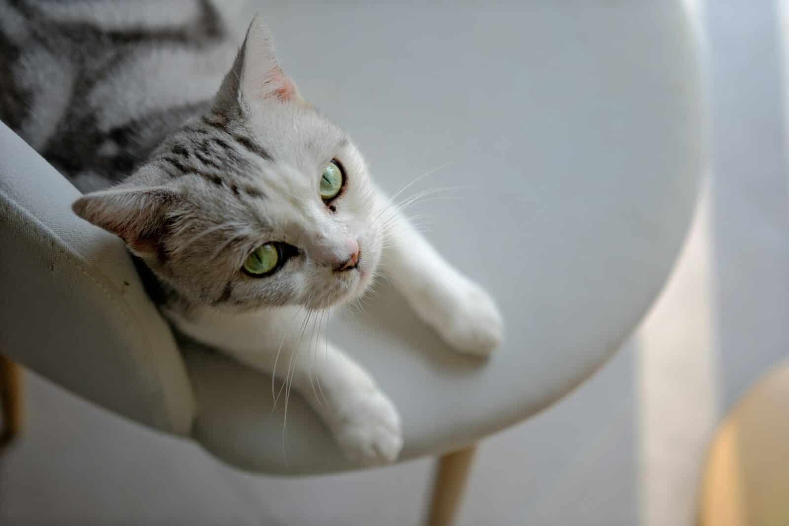 Photo by Hongwei FAN a gray and white cat laying on top of a white chair