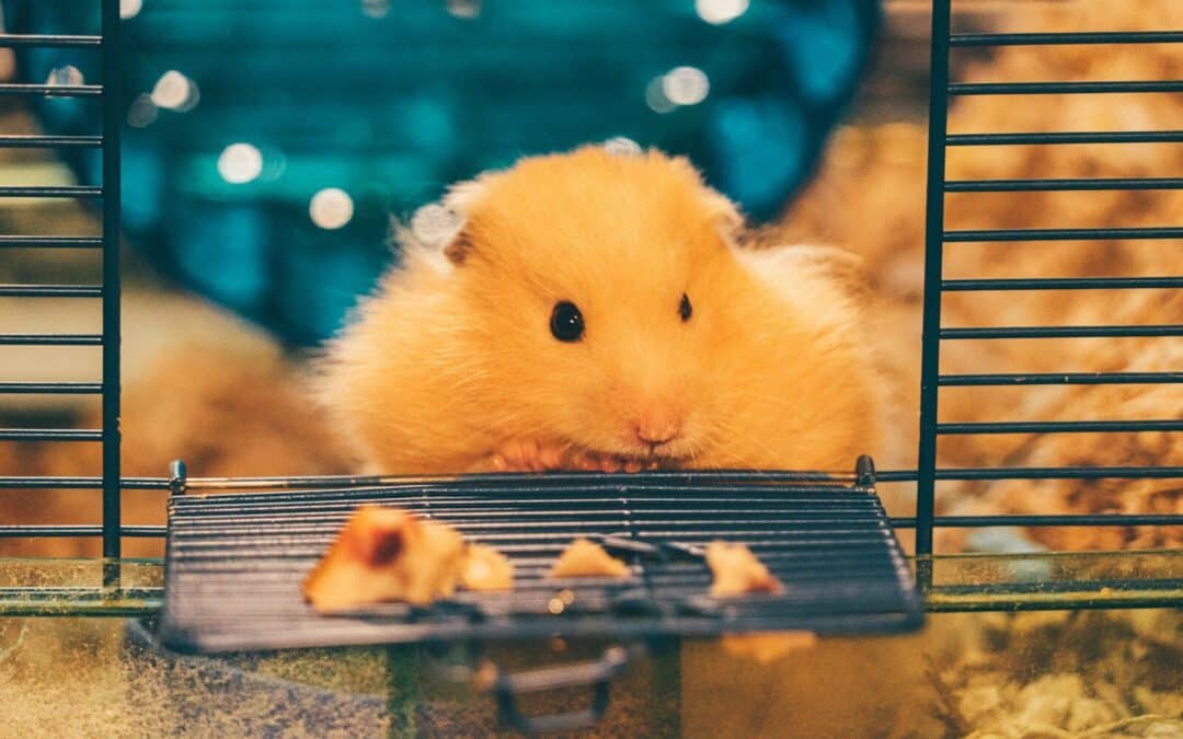 How To Make A Rodent Foraging Box (For Mouse, Hamster, Rat, Degu & Gerbil!)