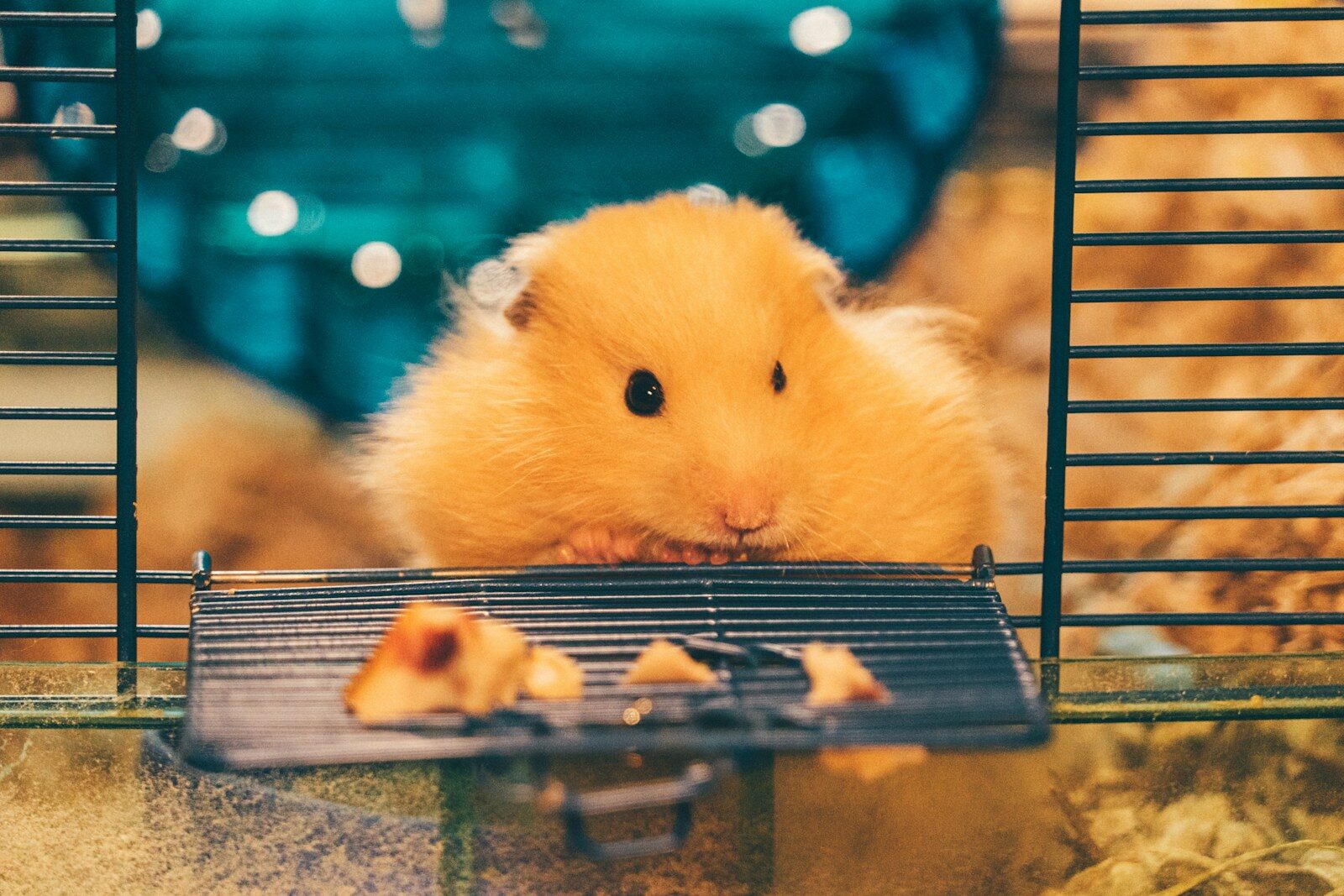 Photo by Jay Nlper yellow hamster on black metal cage